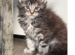 Precious - Maine Coon Kitten For Sale - Ann Arbor&comma; MI&comma; US