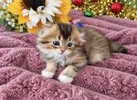 Fluffy Scottish Fold Longhair Boy - Scottish Fold Kitten For Sale - Orlando&comma; FL&comma; US