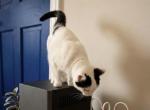 Talia - Domestic Kitten For Sale - Warren&comma; MI&comma; US