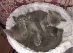 Russian Blue Kittens - Russian Blue Kitten For Sale - Ashburn&comma; VA&comma; US