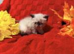 Seal Point ESH - Exotic Kitten For Sale - Oklahoma City&comma; OK&comma; US
