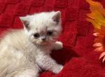 Doll Faced Cream ESH - Exotic Kitten For Sale - Oklahoma City&comma; OK&comma; US