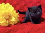 Solid Black ESH - Exotic Kitten For Sale - 