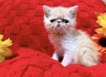 Cream ESH - Exotic Kitten For Sale - Oklahoma City&comma; OK&comma; US