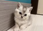 Daisy - Scottish Straight Kitten For Sale - Woodstock&comma; GA&comma; US