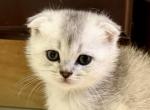 Mochi - Scottish Fold Kitten For Sale - Woodstock&comma; GA&comma; US