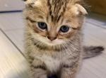 Brownie - Scottish Fold Kitten For Sale - Woodstock&comma; GA&comma; US