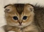Coco - Scottish Fold Kitten For Sale - Woodstock&comma; GA&comma; US