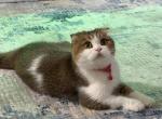 Mona - Scottish Fold Cat For Adoption - Corona&comma; NY&comma; US