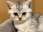 Blizzard - Scottish Straight Kitten For Sale - 