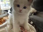 Dose - Ragdoll Kitten For Sale - Fontana&comma; CA&comma; US