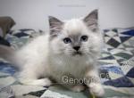 Miranda - Ragdoll Kitten For Sale - Tuscaloosa&comma; AL&comma; US