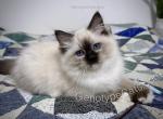 Minerva - Ragdoll Kitten For Sale - Tuscaloosa&comma; AL&comma; US