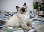Millicent - Ragdoll Kitten For Sale - Tuscaloosa&comma; AL&comma; US