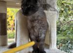 Great mainecoon - Maine Coon Kitten For Sale - Sherman Oaks&comma; CA&comma; US