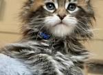 Athena - Maine Coon Kitten For Sale - Charlotte&comma; NC&comma; US