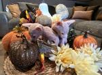 Ligor - Sphynx Kitten For Adoption - Highland&comma; CA&comma; US