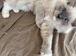 Blue Mitted Ragdoll Kitten - Ragdoll Kitten For Sale - Laurel&comma; MD&comma; US