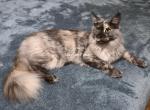 Leilani black Smoke Tortie - Maine Coon Kitten For Sale - Longmont&comma; CO&comma; US