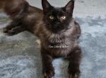 Latif Black Smoke - Maine Coon Kitten For Sale - Longmont&comma; CO&comma; US