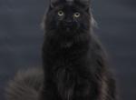 Flora - Maine Coon Kitten For Sale - Las Vegas&comma; NV&comma; US