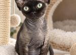 Black Devon Rex - Devon Rex Kitten For Sale - Hollywood&comma; FL&comma; US
