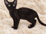 Devon Rex black - Devon Rex Kitten For Sale - Hollywood&comma; FL&comma; US