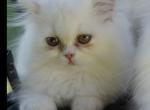 Tiffany - Persian Kitten For Sale - Long Beach&comma; CA&comma; US