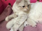 Chanels Purebred Ragdoll Babies - Ragdoll Kitten For Sale - 
