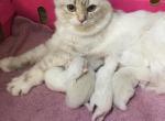 Chanels Purebred Ragdoll Babies - Ragdoll Kitten For Sale - 