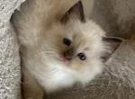 Woody - Ragdoll Kitten For Sale - Denver&comma; PA&comma; US