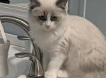 Sunnie - Ragdoll Kitten For Sale - Dunnellon&comma; FL&comma; US