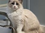 Sunnie - Ragdoll Kitten For Sale - Dunnellon&comma; FL&comma; US