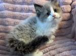 TICA Registered Male Kitten - Ragdoll Kitten For Sale - 