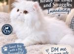 White Male Persian - Persian Cat For Sale - Greenwood&comma; SC&comma; US