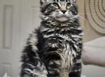 Maine Coon Beutiful color Female - Maine Coon Kitten For Sale - FL&comma; US
