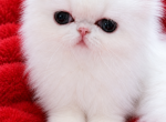 White Persian female - Persian Kitten For Sale - Greenwood&comma; SC&comma; US