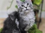 Maine Coon  Male - Maine Coon Kitten For Sale - FL&comma; US