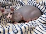 Shelly - Bambino Kitten For Sale - 