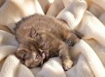 CFA Exotic Persian SH chocolate female - Exotic Kitten For Sale - PA&comma; US