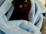 CFA Exotic Persian SH male - Exotic Kitten For Sale - PA&comma; US