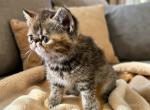 CFA Exotic Persian SH  female - Exotic Kitten For Sale - PA&comma; US