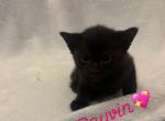 Rayvin - Domestic Kitten For Adoption - Bronx&comma; NY&comma; US