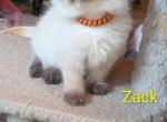 Zack - Ragdoll Kitten For Sale - 