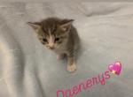 Daenerys - Domestic Kitten For Sale - Bronx&comma; NY&comma; US