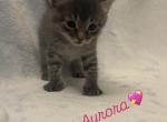 Aurora - Domestic Kitten For Sale - Bronx&comma; NY&comma; US