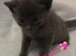 Cinder - Domestic Kitten For Sale - Bronx&comma; NY&comma; US