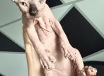 Jack - Sphynx Kitten For Sale - Philadelphia&comma; PA&comma; US