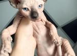 Zeus - Sphynx Kitten For Sale - Philadelphia&comma; PA&comma; US