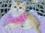 Lisa - British Shorthair Kitten For Sale - Kent&comma; WA&comma; US